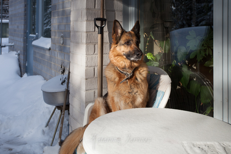 20130303102609 German Shephard sitting in a chair